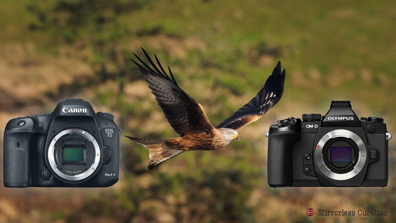 Canon 7D mark II vs. Olympus EM1 for bird photography A comparison