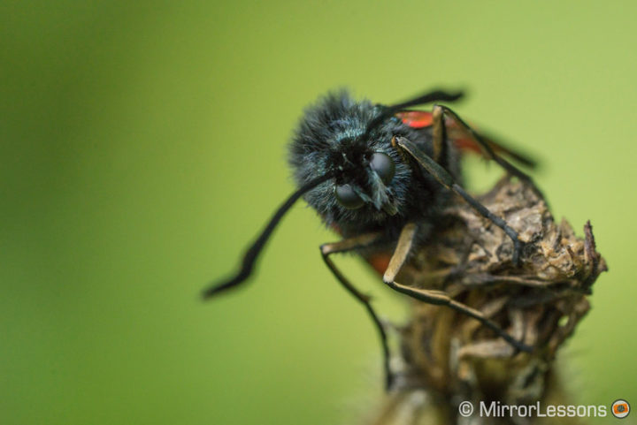 FE 90mm f/2.8 macro